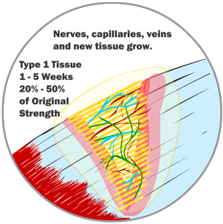 New Tissue Growth